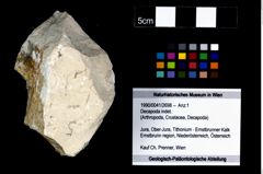 Foto (Objekt + Etikett) von Decapoda indet.  (NHMW-GEO-1990-0041-2698)